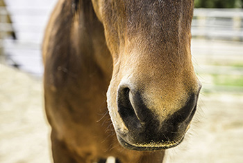 Pferd Behandlung